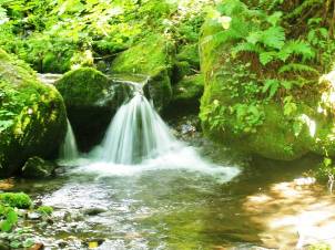 風景林内の渓流
