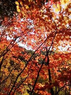 「天狗山」登山道沿いの紅葉