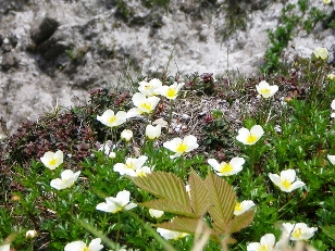 登山道付近の「チングルマ」の群落