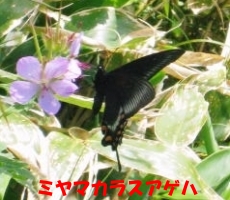 ミヤマカラスアゲハの写真