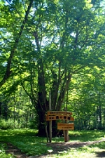 美瑛の「森の神様」カツラの木の写真