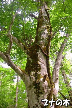 ブナの木の写真