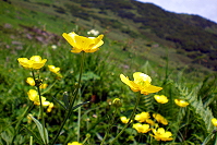山頂のお花畑の写真