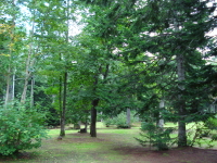 白金自然休養林の写真