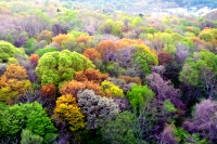 藻岩山の森の写真