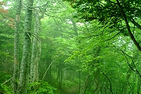 緑に染まる森