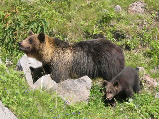 ヒグマの写真