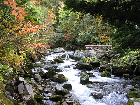 紅葉と渓流