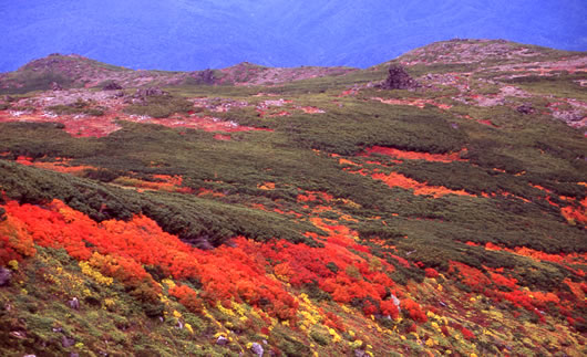 赤岳山腹の紅葉1の写真