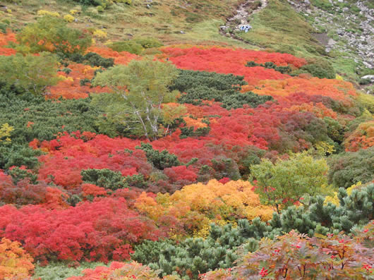 赤岳山腹の紅葉2の写真