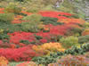 赤岳山腹