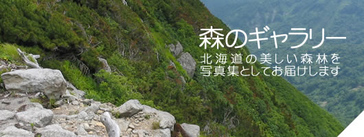 森のギャラリー。北海道おの美しい森林資源を写真集としてお届けします。