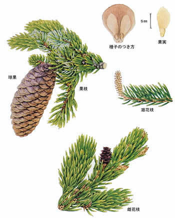 アカエゾマツの枝、種子の図