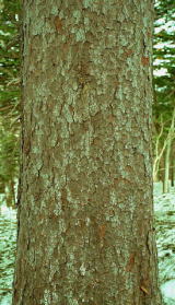 アカエゾマツの樹皮の写真1