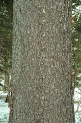 エゾマツの樹皮の写真1