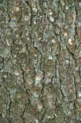 エゾマツの樹皮の写真