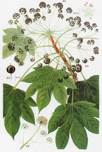 ハリギリの枝、花、果実の図