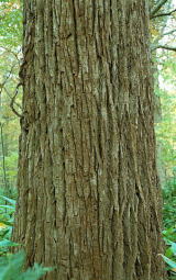 ハリギリの樹皮の写真