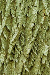 ハリギリの樹皮の写真2