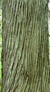 カツラの樹皮の写真