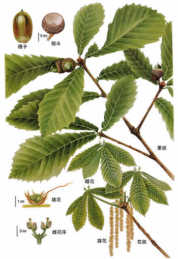 北海道森林管理局 北海道の木