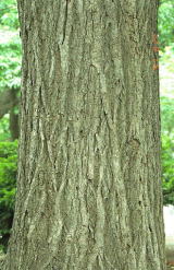 ミズナラの樹皮の写真1