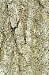 ミズナラの樹皮の写真2