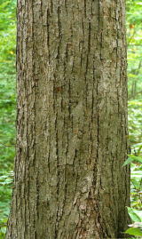 シナノキの樹皮の写真1