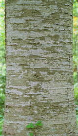 トドマツの樹皮の写真1