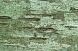 トドマツの樹皮の写真2