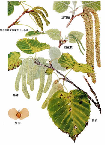 北海道森林管理局 北海道の木