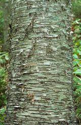 ウダイカンバの樹皮の写真1