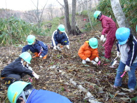 ミズナラの植え付け