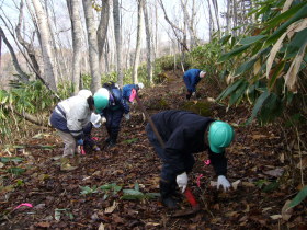 トドマツの植え付け