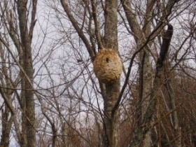 蜂の巣