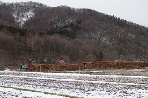 共同施業により民有林と国有林の木材が集積された「浜益ストックヤード」