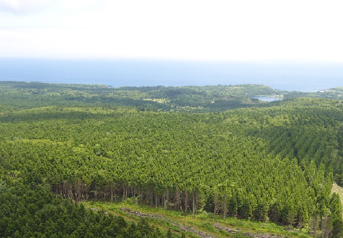 間伐対象林を上空から撮影(利尻島)