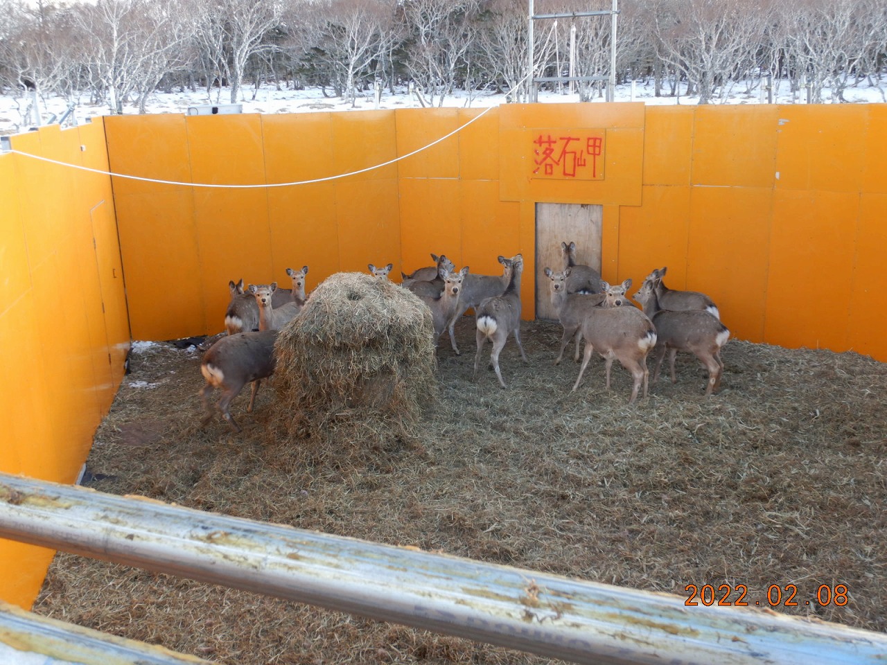 捕獲されたエゾシカ