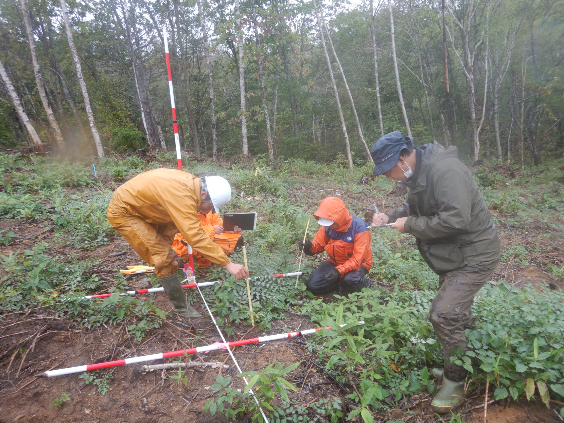 毎年、雨龍研究林との合同調査を実施しています。