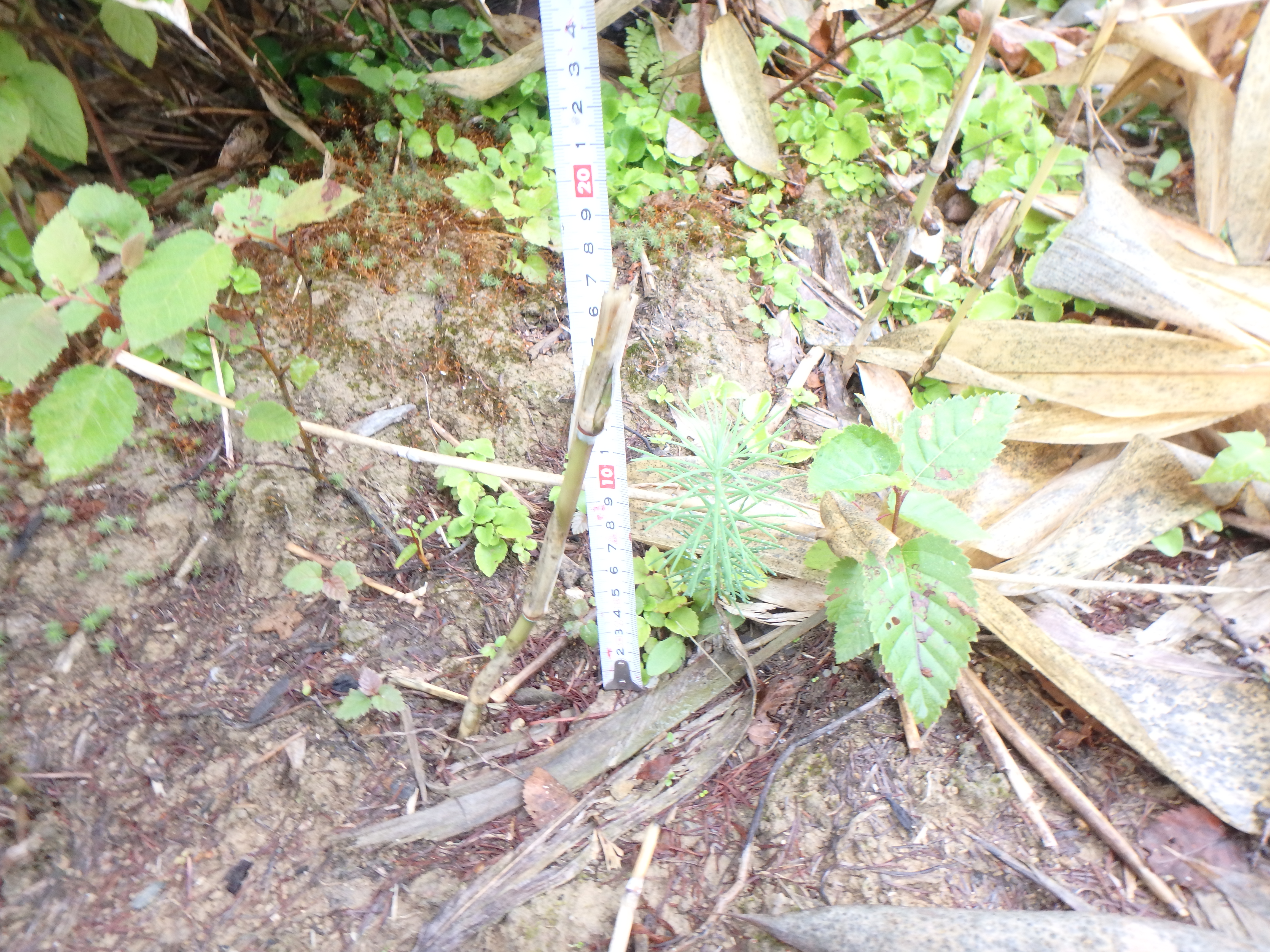 カンバ類などの広葉樹に加え、カラマツ造林木からも種が落ちて発芽しています。