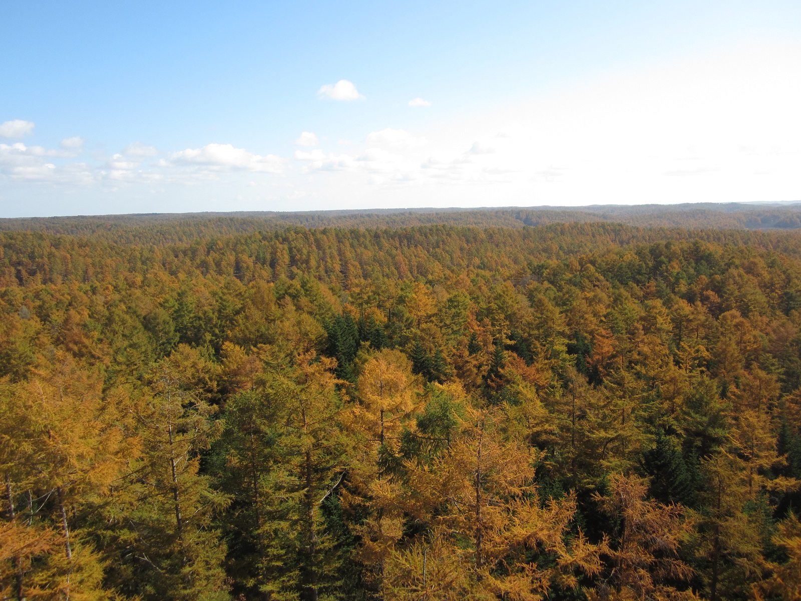 望楼からのパイロットフォレストの風景