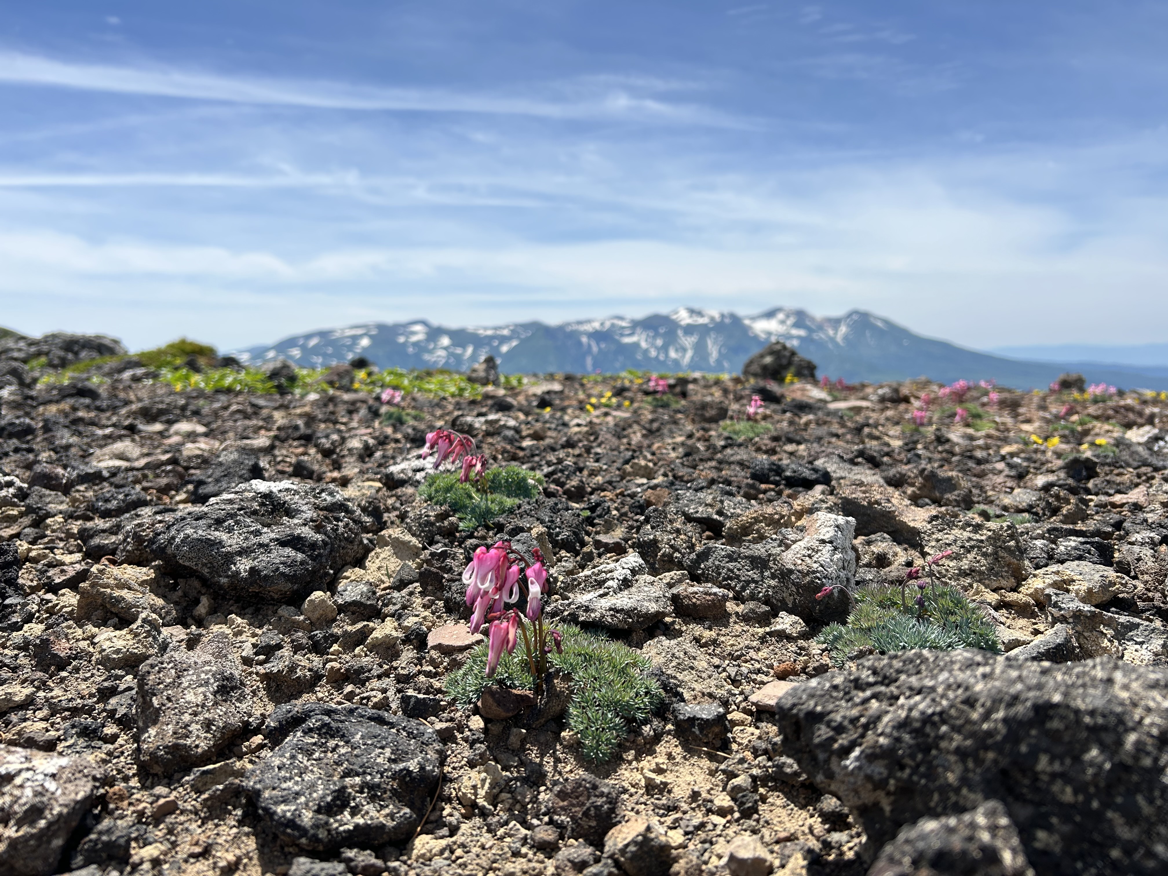 コマクサと大雪山　ひらやまより