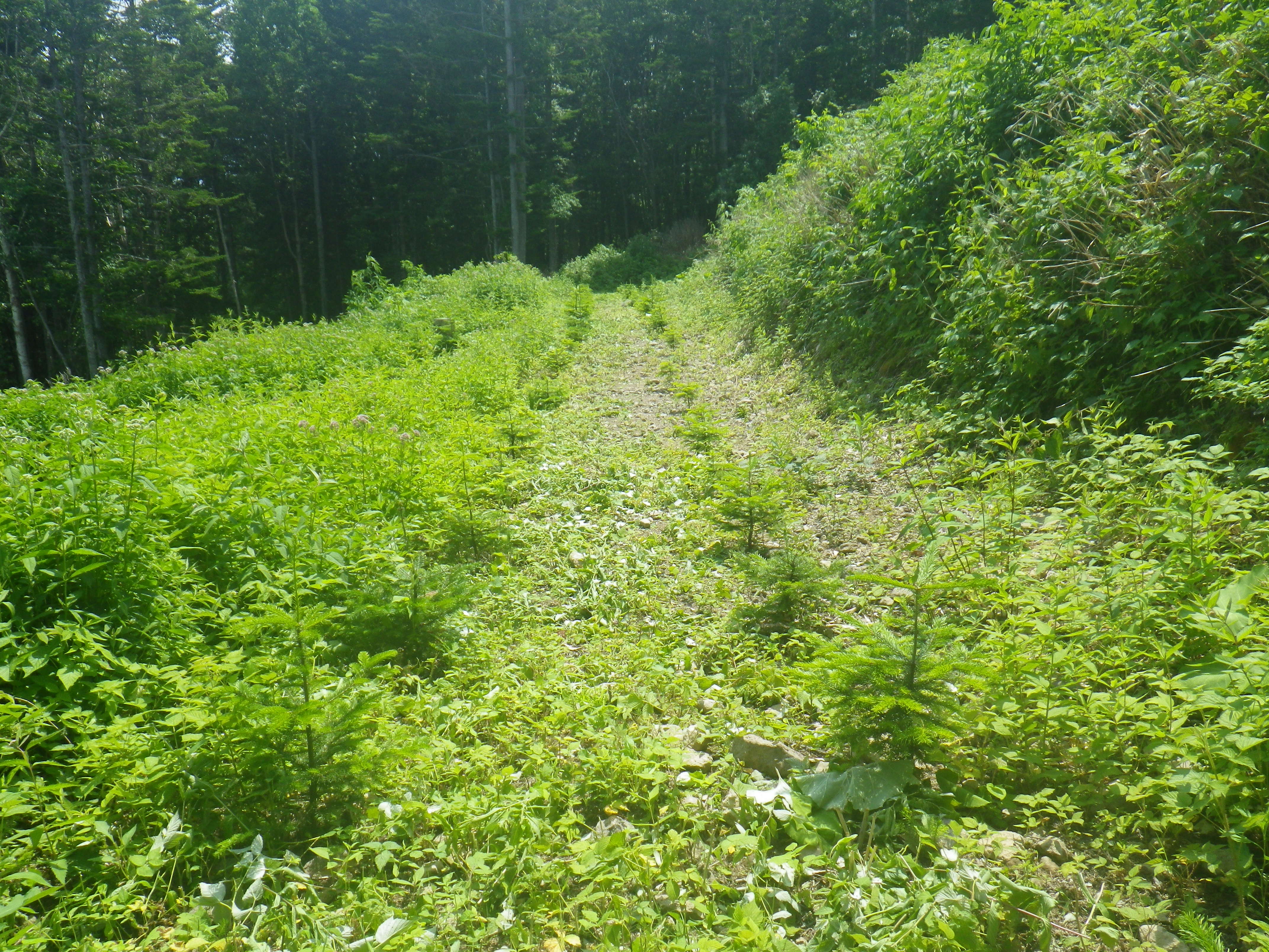 列間のみの下刈状況　トドマツ２条植え箇所