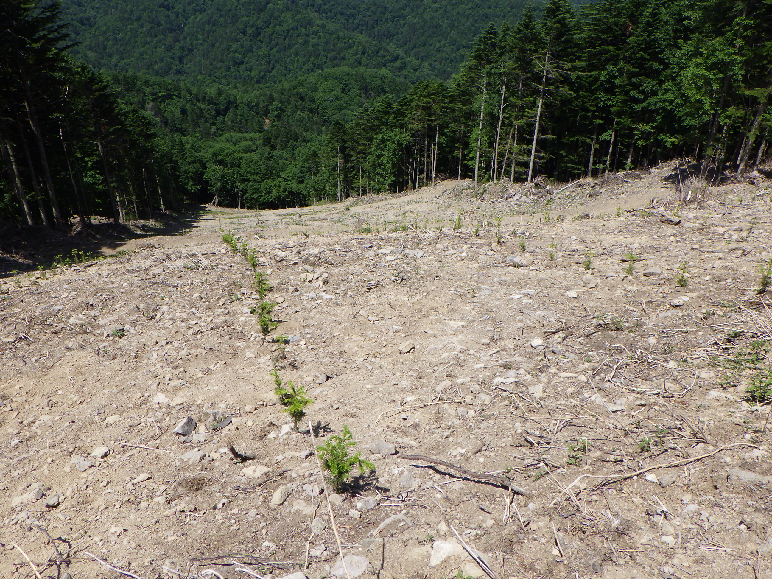 大型機械地拵　植付後（全刈）状況