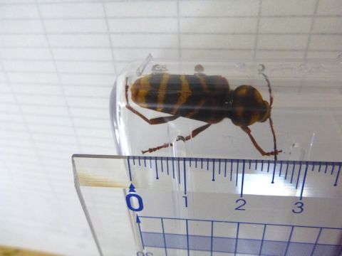 オオトラカミキリ(メス)