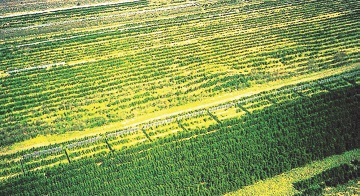 植栽されたメークマの空中写真
