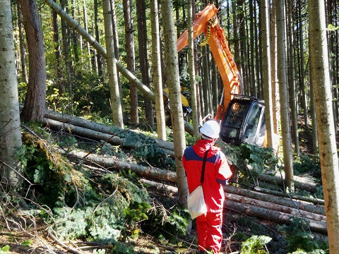 ハーベスタによる伐倒作業の功程調査をしている写真
