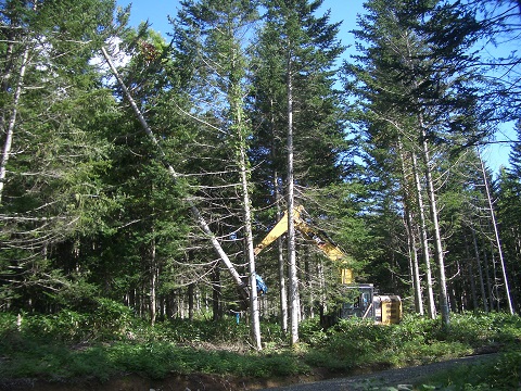 高性能林業機械（ハーベスタ）が造材している写真