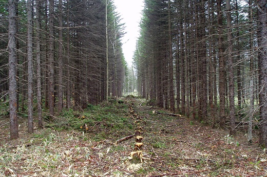 列状間伐を行った人工林