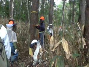 調査しながら、森林の状況を確認します